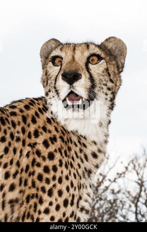 Un guépard apprivoisé sur la pelouse d'une ferme en Namibie Banque D'Images