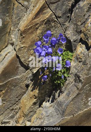 Fleurs sauvages poussant sur un rocher sur le Mont Niesen, Suisse. Chausson alpin Banque D'Images