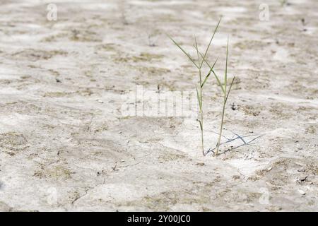 Sol séché avec une petite plante Banque D'Images