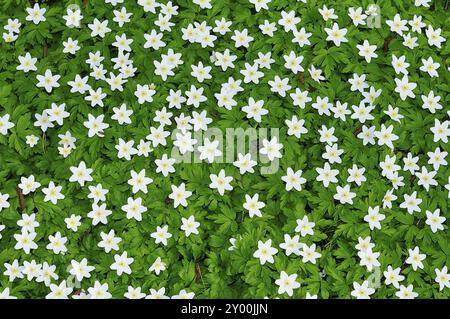 Buschwindroeschen, Anemone nemerosa im Detail mit Bluete und Blaettern Banque D'Images