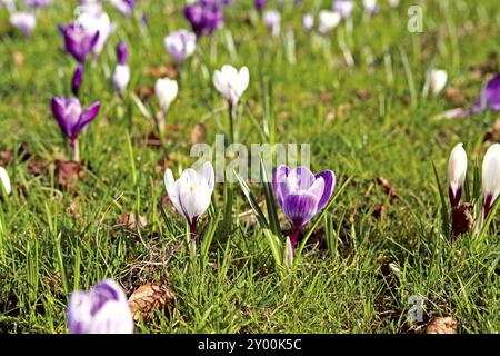 Les premiers crocus dans le parc au printemps Banque D'Images