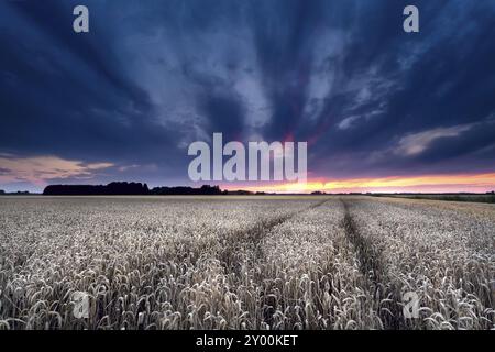 Coucher de soleil spectaculaire sur le champ de blé en été Banque D'Images