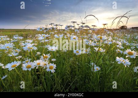 Champ d'été avec des fleurs de camomille dans la lumière dorée du coucher du soleil Banque D'Images
