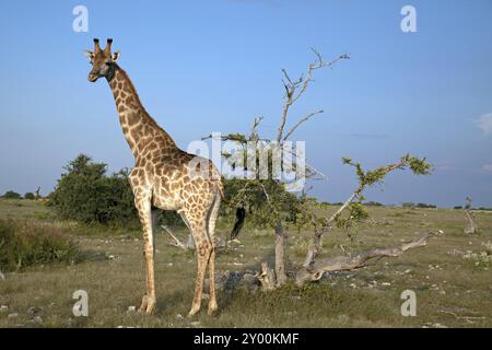 Girafe dans la soirée la lumière Banque D'Images