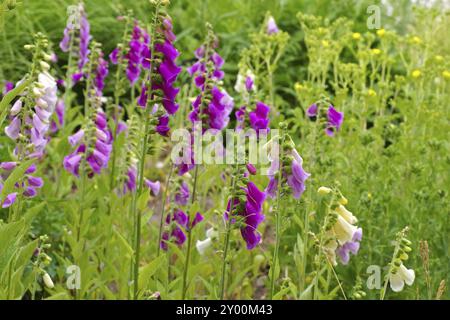 Fingerhut Blumen, les fleurs violettes Foxglove commun en été Banque D'Images