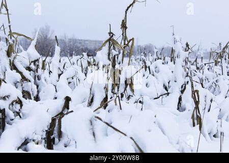 Récoltes dans le champ sous la neige. Agar travail dans la période froide hivernale. Ratsenia sous la neige. Banque D'Images