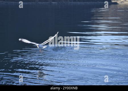 Les mouettes déferle dans le fjord de Norvège. Des gouttes d'eau éclaboutent dans le mouvement dynamique de l'oiseau de mer. Photo d'animal de Scandinavie Banque D'Images