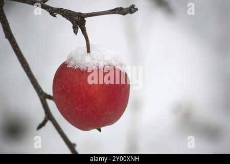 Scène hivernale tranquille axée sur une pomme rouge recouverte d'une fine couche de neige, suspendue à une branche d'arbre Banque D'Images