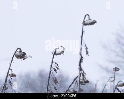 Un goldfinch se nourrit d'un tournesol en hiver Banque D'Images