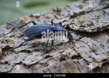 Coléoptère en bois bleu-violet, Carabus problematicus, coléoptère Banque D'Images