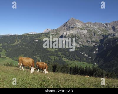 Pâturage des vaches et de la montagne Banque D'Images