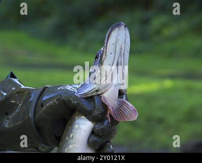 Pêche, poisson sec 06 Banque D'Images