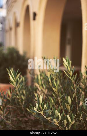 Une vue d'un olivier planté dans un pot de terre cuite comme paysage dans un environnement urbain d'arches méditerranéennes. Banque D'Images