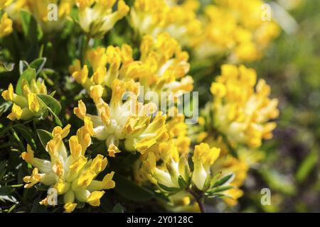 Vesce de rein alpin (Anthyllis Vulneraria) Banque D'Images