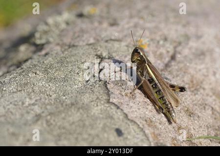 Rare grande sauterelle de marais Stethophyma grossum sur une prairie en suède. Sauterelle Marsh en Suède Banque D'Images