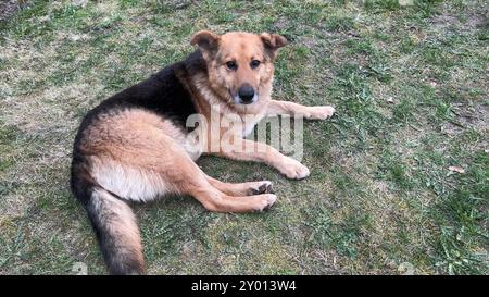 Un vieux berger allemand repose sur l'herbe. Banque D'Images