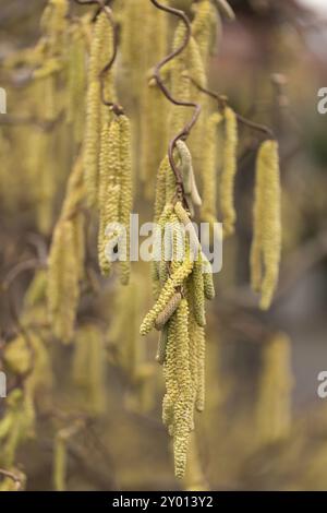 Noisette tire-bouchon (Corylus avellana) Banque D'Images