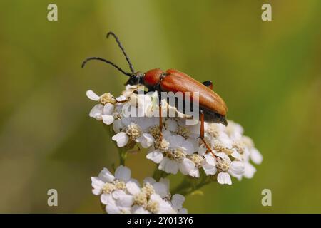 Stictoleptura rubrabeetles sur une fleur de yarrow Banque D'Images