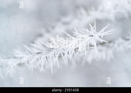 Cristaux de glace sur une branche après une nuit avec un gel lourd de houle Banque D'Images