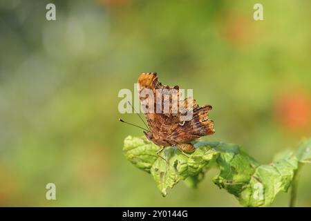 Gros plan d'un papillon C. Macro à partir d'un papillon virgule. Polygonia c-album Banque D'Images