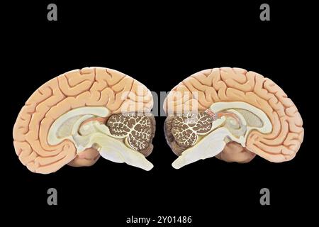 Les modèles d'enseignement des deux hémisphères du cerveau isolé sur fond noir Banque D'Images