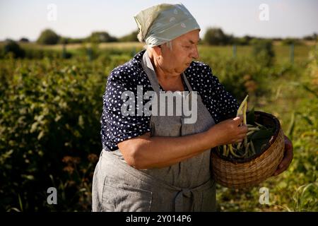 Agriculteur senior cueillant des gousses de pois frais à l'extérieur Banque D'Images