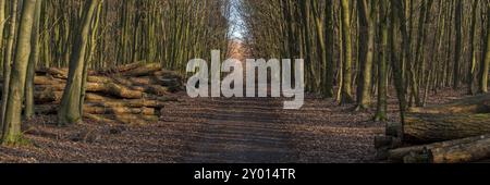 Sentier dans une forêt d'hiver avec des piles d'arbres abattus sur le côté, vu à Saarner Mark, Muelheim an der Ruhr, Rhénanie du Nord-Westphalie, Allemagne, Euro Banque D'Images