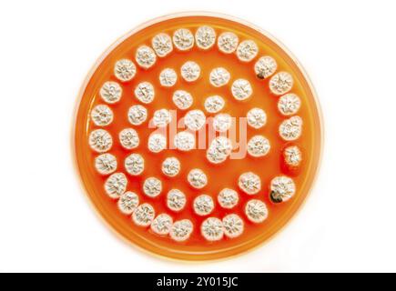 Champignons blancs sur plaque d'agar sur fond blanc Banque D'Images