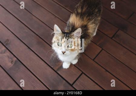 Beau chat tricolore marchant sur une terrasse en bois brun en plein air. Chat debout heureux regardant la caméra photo, posant. Concept d'animal sain et heureux Banque D'Images