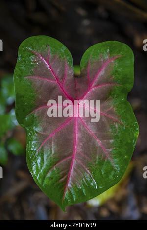 Feuille bicolore de Caladium, Parc National de Tortuguero, Costa Rica, Amérique centrale Banque D'Images