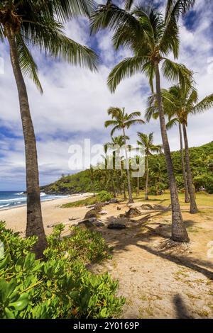 Journée ensoleillée avec de la noix de coco et le sable à la plage de Grande Anse, à l'île de la réunion Banque D'Images