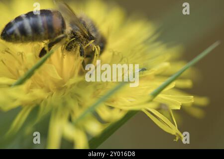 Abeille collectant le nectar sur une fleur jaune de pissenlit. Insectes de la nature. Des abeilles, nous récoltons le miel. Photo d'animal de la nature Banque D'Images