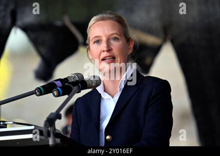 Politikerin Alice Weidel AFD BEI der Abschlusskundgebung der AFD im Wahlkampf für die Landtagswahl in Thüringen. Erfurt, 31.08.2024 Thüringen Deutschland *** femme politique Alice Weidel AFD au rassemblement final de l'AFD dans la campagne électorale pour les élections d'État en Thuringe Erfurt, 31 08 2024 Thuringe Allemagne Copyright : xDwixAnoraganingrumx Banque D'Images