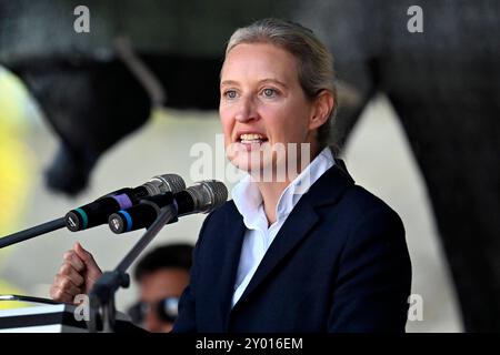 Politikerin Alice Weidel AFD BEI der Abschlusskundgebung der AFD im Wahlkampf für die Landtagswahl in Thüringen. Erfurt, 31.08.2024 Thüringen Deutschland *** femme politique Alice Weidel AFD au rassemblement final de l'AFD dans la campagne électorale pour les élections d'État en Thuringe Erfurt, 31 08 2024 Thuringe Allemagne Copyright : xDwixAnoraganingrumx Banque D'Images