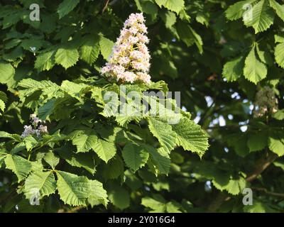 Fleur de châtaignier sur la branche d'un châtaignier. Fleur blanche sur le poignard. Image d'une fleur Banque D'Images