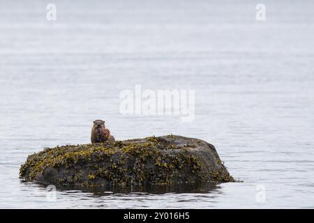 Une loutre de rivière nord-américaine se trouve sur un rocher dans l'océan Pacifique avec un bar rock dans son embouchure Banque D'Images