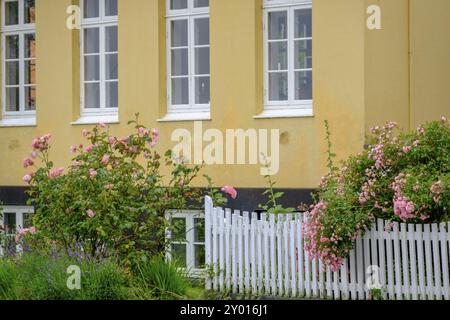 Maison jaune avec fenêtres blanches, clôture blanche et arbustes à fleurs dans le jardin avant, svaneke, bornholm, mer baltique, danemark, scandinavie Banque D'Images