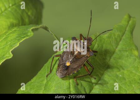 Un insecte forestier (Pentatoma rufipes) repose sur une feuille verte fraîche et forme un contraste clair avec la couleur de la feuille, Bade-Wuerttemberg, Allemagne, Europe Banque D'Images