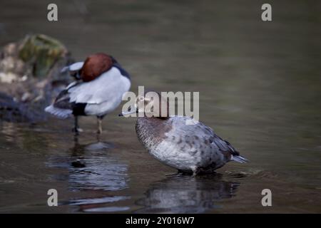 Pochard commun, paire, Aythya ferina, pochard commun, paire Banque D'Images