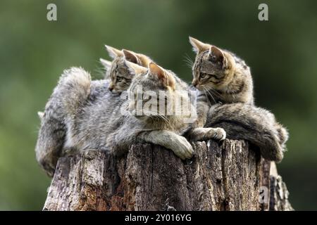 Trois chats allongés détendus sur un tronc d'arbre dans la forêt et observant les environs, chat sauvage (Felis silvestris), chaton, Allemagne, Europe Banque D'Images