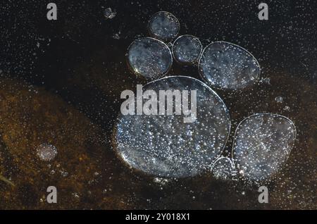 Bulles d'air sous la glace dans un ruisseau, Finnskogen, Hedmark Fylke, Norvège, avril 2012, Europe Banque D'Images