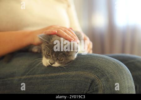 Mignon chaton gris et blanc assis sur les genoux de la femme. Gros plan. Arrière-plan flou Banque D'Images