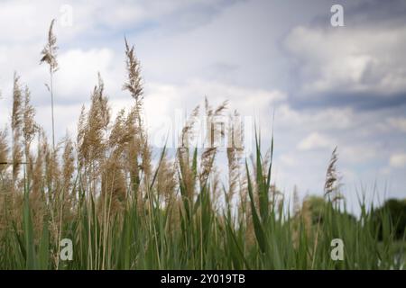 Un beau paysage de nature d'herbe verte luxuriante dans un ciel bleu et nuageux Banque D'Images