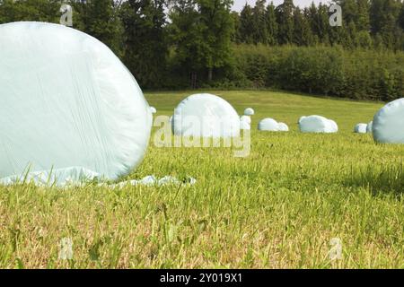 Balles de foin dans des sacs en plastique sur une prairie fraîchement tondue Banque D'Images