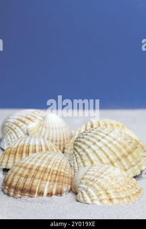 Cockleshells sur le sable avec le ciel bleu comme fond Banque D'Images