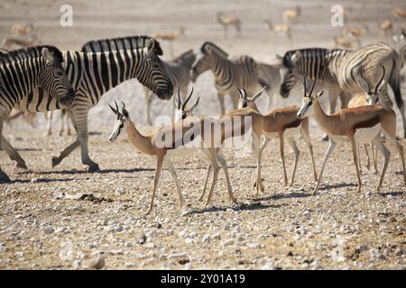 Un troupeau de springboks buvant au point d'eau Banque D'Images