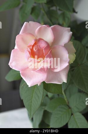 Belle rose rose close-up Banque D'Images