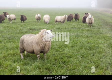 Peu de moutons sur des pâturages brumeux verts Banque D'Images