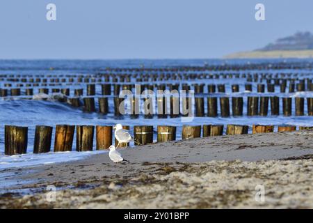 Aine et vagues sur la mer Baltique dans la lumière du soir. Groynes sur la mer Baltique dans le soleil du soir Banque D'Images