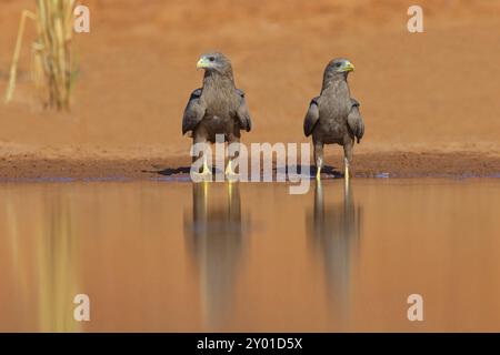 Cerf-volant noir, (Milvus aegyptius), Morgan Kunda Lodge / Road to Kat, Jajari, North Bank, Gambie, Afrique Banque D'Images